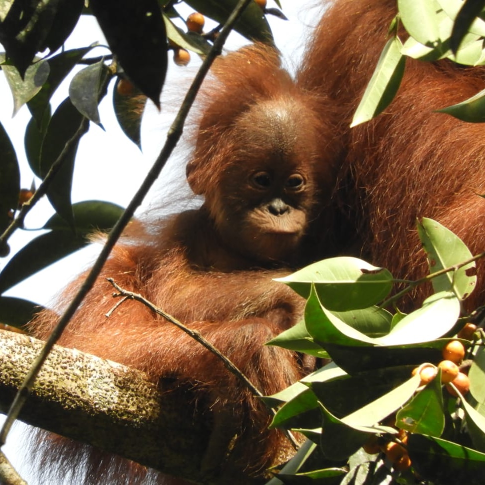 Ketambe Trekking and Rafting Tour